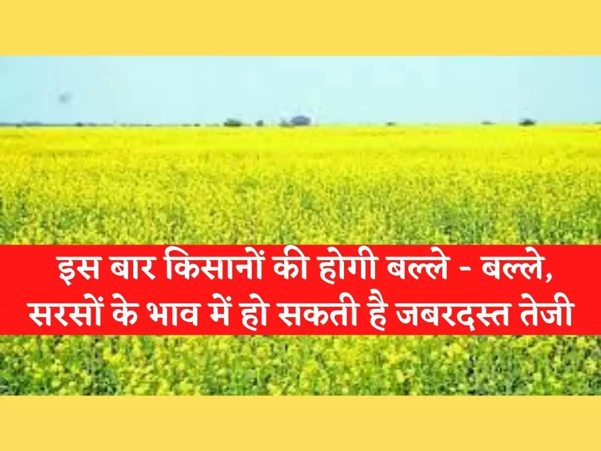 Mustard Mandi Bhav इस बार किसानों की होगी बल्ले - बल्ले, सरसों के भाव में हो सकती है जबरदस्त तेजी