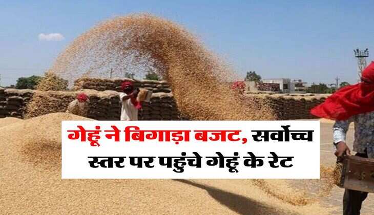 wheat rate : गेहूं ने बिगाड़ा बजट, सर्वोच्च स्तर पर पहुंचे गेहूं के रेट