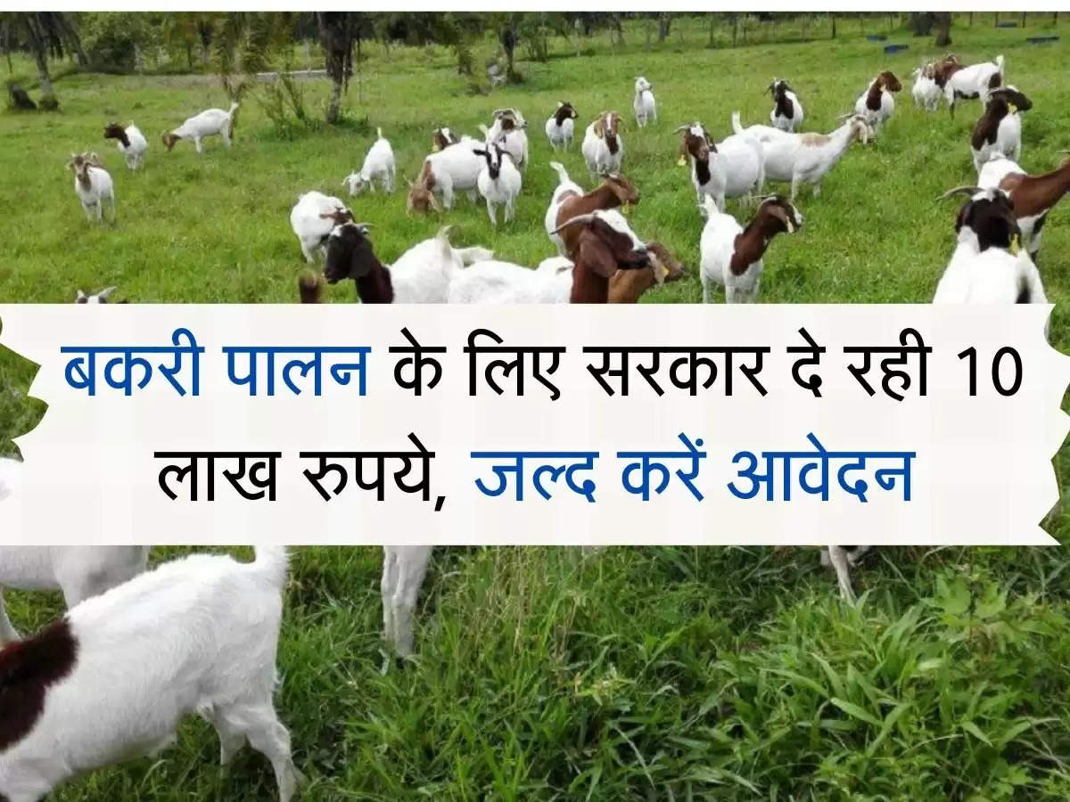 Goat Farming : बकरी पालन के लिए सरकार दे रही 10 लाख रुपये, जल्द करें आवेदन