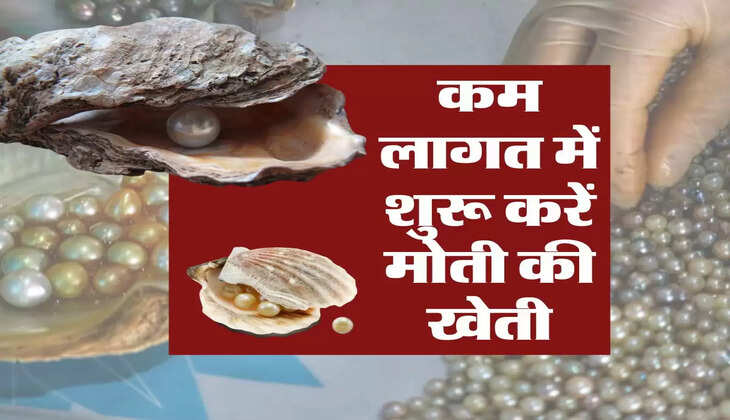 Business Idea : कम लागत में शुरू करें मोती की खेती, होगा मोटा मुनाफा