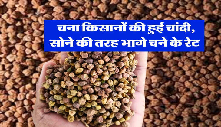 Mandi Bhav : चना किसानों की हुई चांदी, सोने की तरह भागे चने के रेट&nbsp;