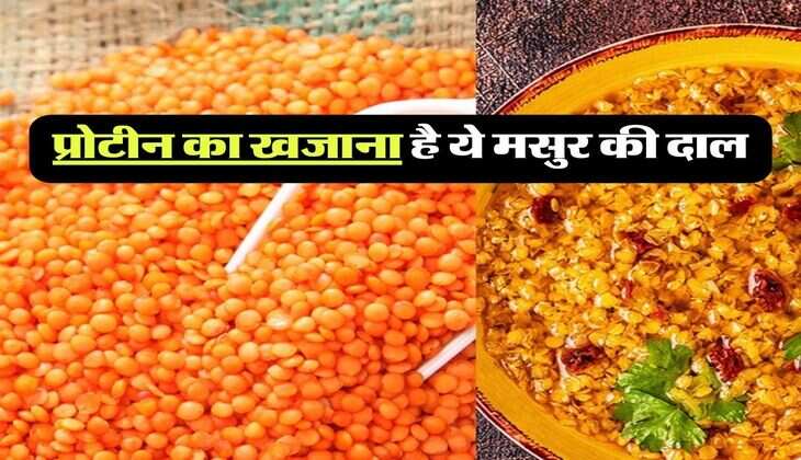 Masoor Dal Benefits: प्रोटीन का खजाना है ये मसुर की दाल, इसके फायदे जानकर आज ही कर लेंगे अपनी डाइट में शामिल