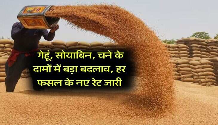 Kota Mandi Bhav : गेहूं, सोयाबिन, चने के दामों में बड़ा बदलाव, हर फसल के नए रेट जारी