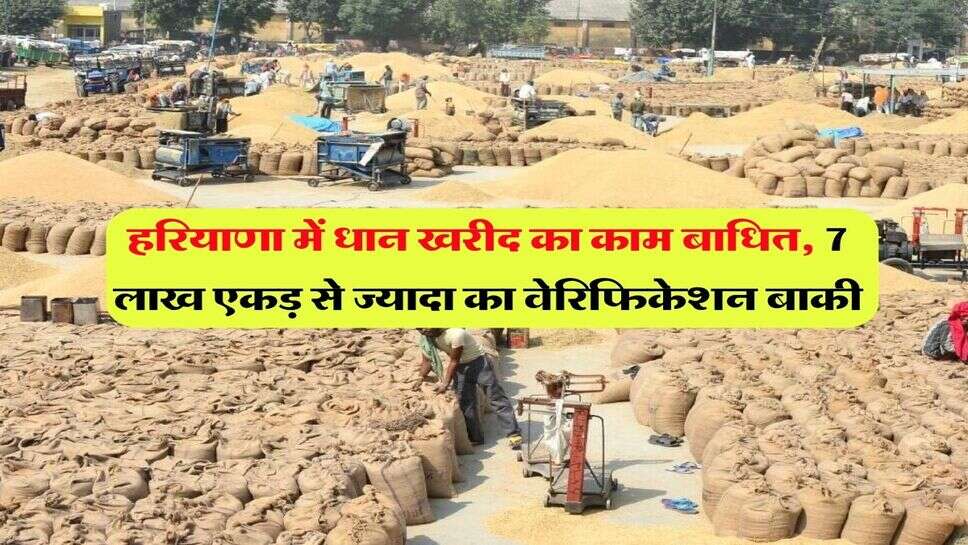 हरियाणा में धान खरीद का काम बाधित, 7 लाख एकड़ से ज्यादा का वेरिफिकेशन बाकी