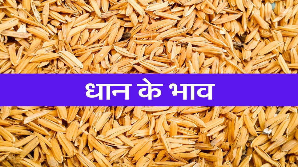 Paddy Mandi Bhav Today:&nbsp;सिरसा, टोहाना, कैथल, गोहाना और पिपरिया मंडी के ताजा धान के भाव (23 October 2026)