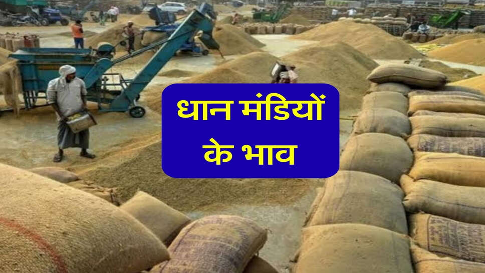 1509 Paddy Mandi Bhav:&nbsp;सिरसा, टोहाना, कैथल, गोहाना और MP, यूपी की धान मंडियों के भाव