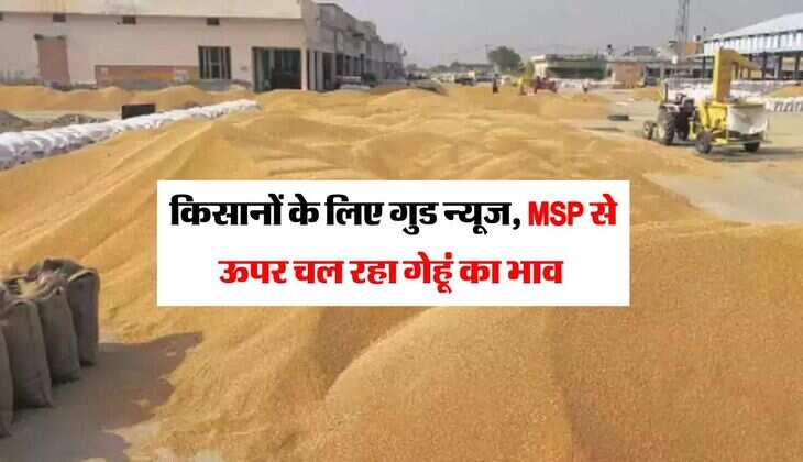 Gehu Mandi Bhav : किसानों के लिए गुड न्यूज, MSP से ऊपर चल रहा गेहूं का भाव&nbsp;