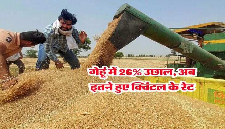 Gehu Ka Bhav : गेहूं में 26% उछाल, अब इतने हुए क्विंटल के रेट