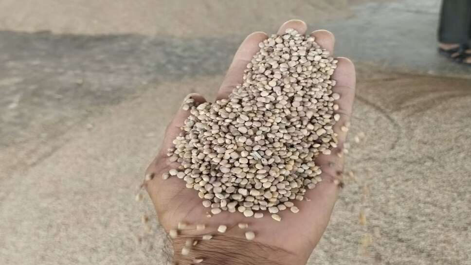 Guar Mandi Bhav: ग्वार भाव में आया दुबारा उछाल, जानिए राजस्थान की मंडियो में टॉप भाव