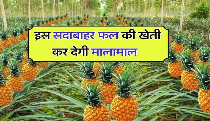 Business idea : इस सदाबाहर फल की खेती कर देगी मालामाल, जानिये किस मौसम में होगी शुरू और कितनी कमाई