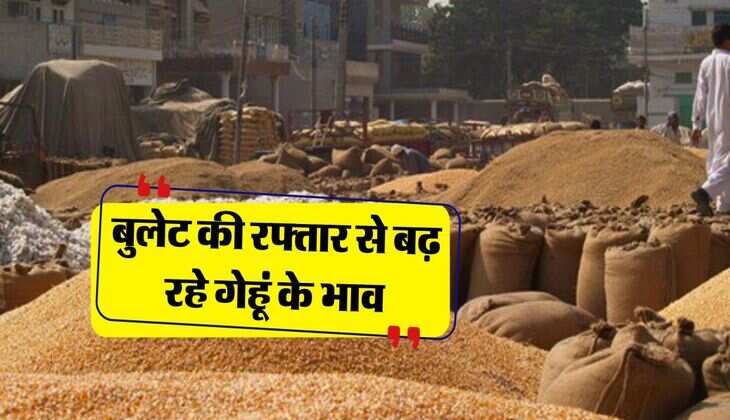 wheat price : बुलेट की रफ्तार से बढ़ रहे गेहूं के भाव, इस कारण कम नहीं हो रहे रेट