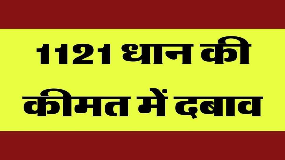 1121 Dhan Price today : 1121 की कीमतों में हल्का दबाव, जानकारों ने बताया आगे क्या रहेगी कीमत