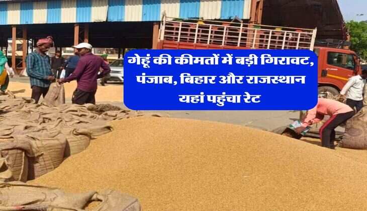Wheat Price : गेहूं की कीमतों में बड़ी ग&zwj;िरावट, पंजाब, बिहार और राजस्थान यहां पहुंचा रेट&nbsp;