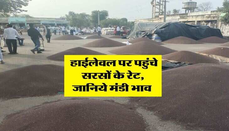 Sarso Rate : हाईलेवल पर पहुंचे सरसों के रेट, जानिये मंडी भाव&nbsp;