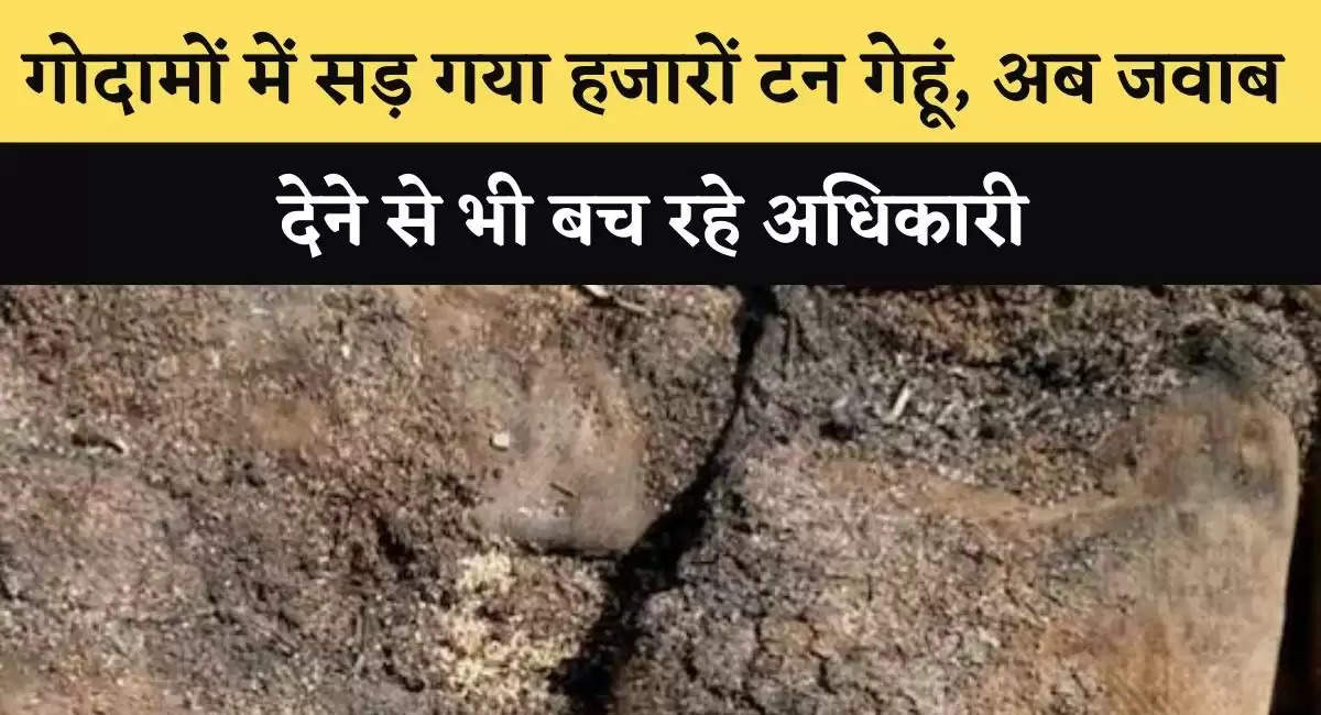 गोदामों में सड़ गया हजारों टन गेहूं, अब जवाब देने से भी बच रहे अधिकारी