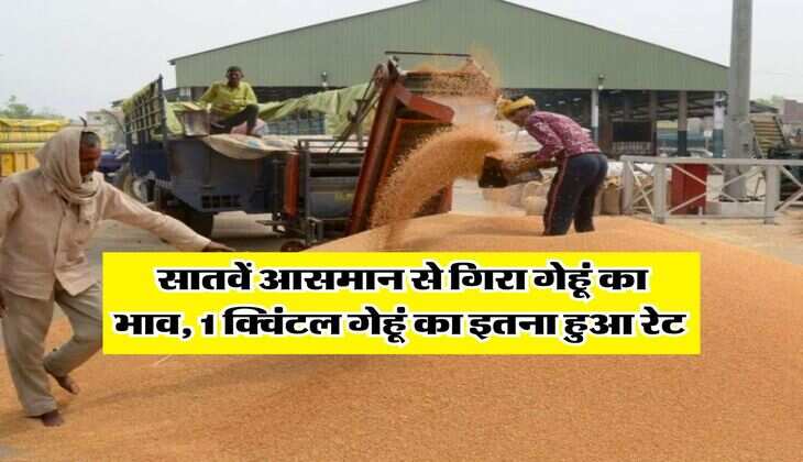 gehu ka bhav 31 july 2025 : सातवें आसमान से गिरा गेहूं का भाव, 1 क्विंटल गेहूं का इतना हुआ रेट