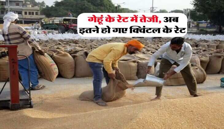 Wheat Rate Hike : गेहूं के रेट में तेजी, अब इतने हो गए क्विंटल के रेट 