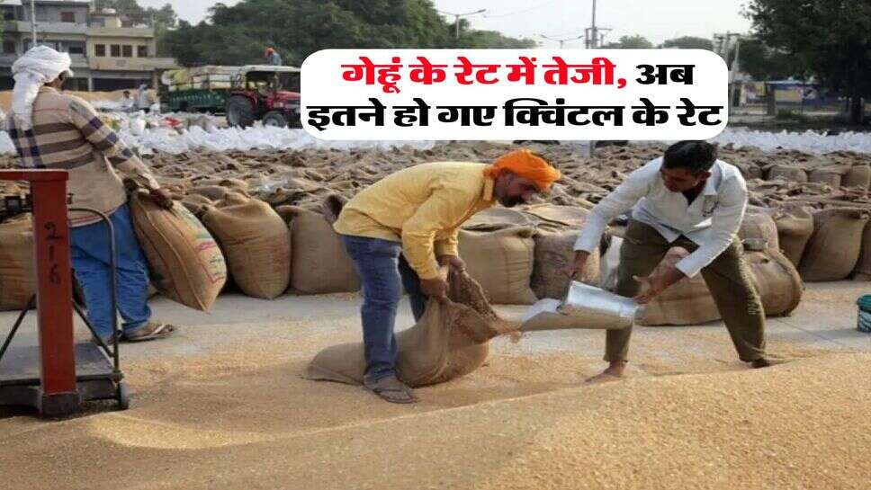 Wheat Rate Hike : गेहूं के रेट में तेजी, अब इतने हो गए क्विंटल के रेट&nbsp;