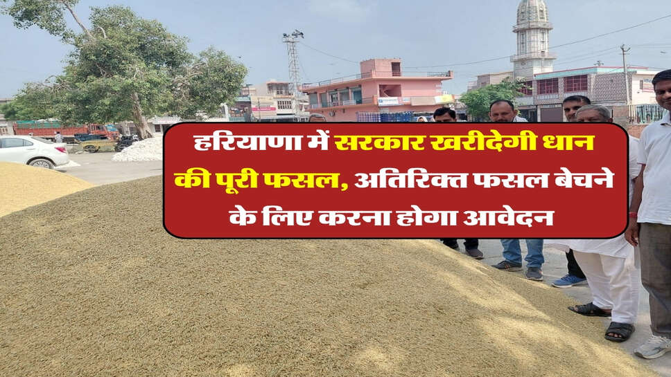 हरियाणा में सरकार खरीदेगी धान की पूरी फसल, अतिरिक्त फसल बेचने के लिए करना होगा आवेदन&nbsp;