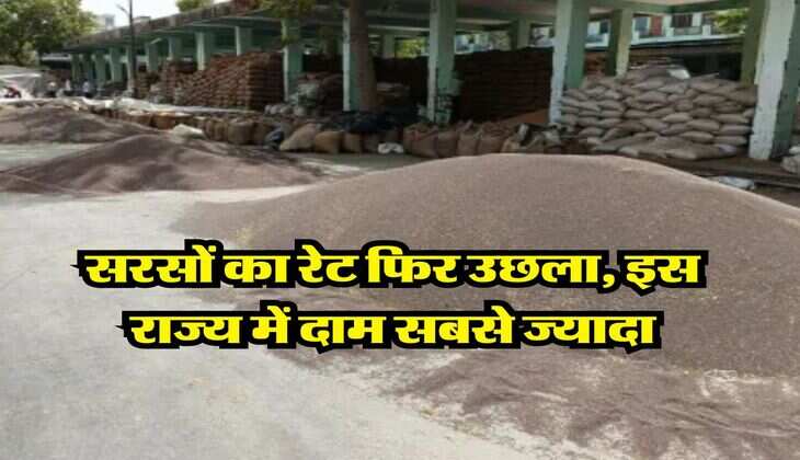 Sarso Price Hike : सरसों का रेट फिर उछला, इस राज्य में दाम सबसे ज्यादा
