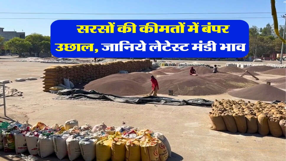 sarso mandi rate : सरसों की कीमतों में बंपर उछाल, जानिये लेटेस्ट मंडी भाव 
