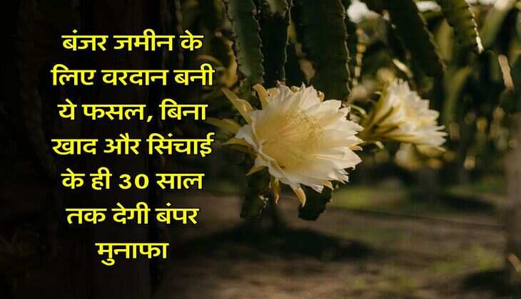 Agriculture News : बंजर जमीन के लिए वरदान बनी ये फसल, बिना खाद और सिंचाई के ही 30 साल तक देगी बंपर मुनाफा