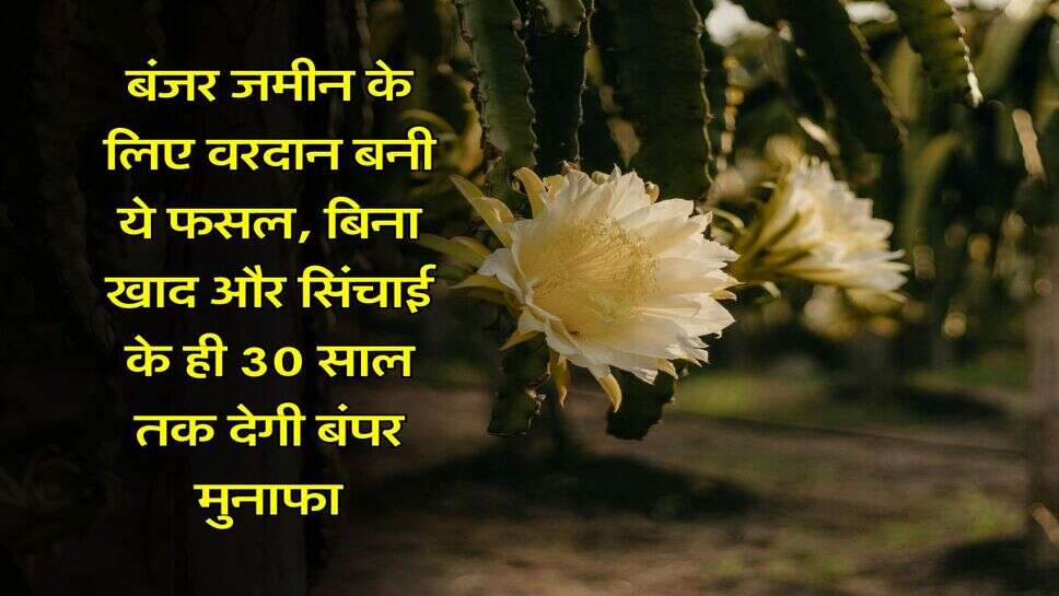 Agriculture News : बंजर जमीन के लिए वरदान बनी ये फसल, बिना खाद और सिंचाई के ही 30 साल तक देगी बंपर मुनाफा