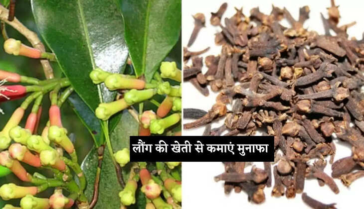 Why clove cultivation is a profitable deal, learn how to cultivate it