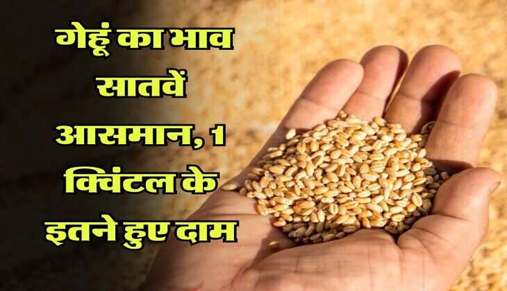 Wheat Rate Hike : गेहूं का भाव सातवें आसमान, 1 क्विंटल के इतने हुए दाम