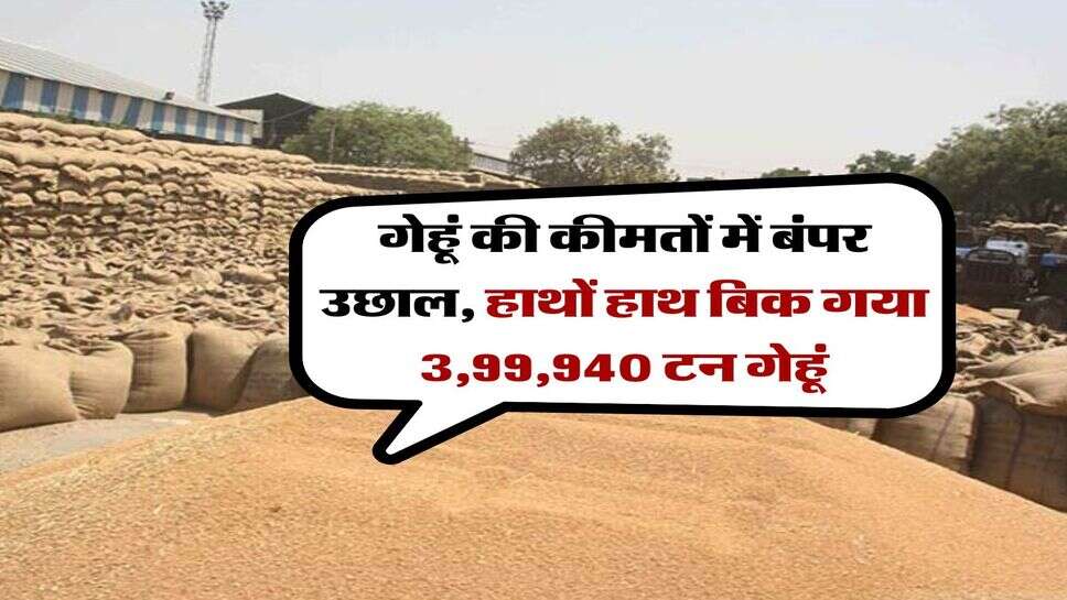 wheat price : गेहूं की कीमतों में बंपर उछाल, हाथों हाथ बिक गया 3,99,940 टन गेहूं