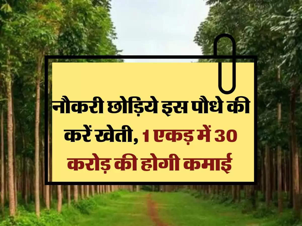 business idea: नौकरी छोड़िये इस पौधे की करें खेती, 1 एकड़ में 30 करोड़ की होगी कमाई 