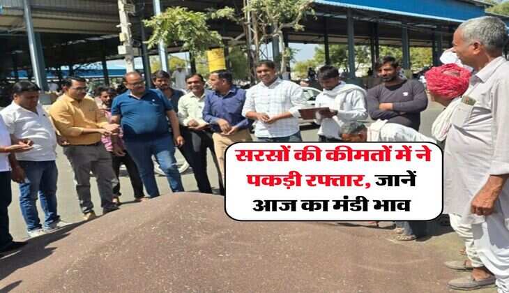 Sarso Mandi Bhav : सरसों की कीमतों में ने पकड़ी रफ्तार, जानें आज का मंडी भाव