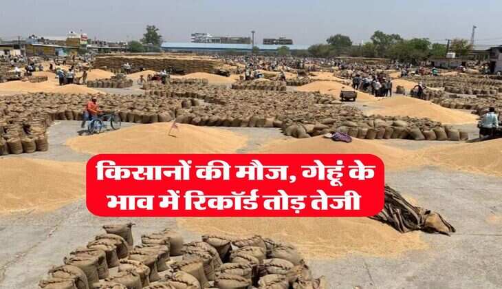 Gehu ka Bhav 8 september 2025 : किसानों की मौज, गेहूं के भाव में रिकॉर्ड तोड़ तेजी