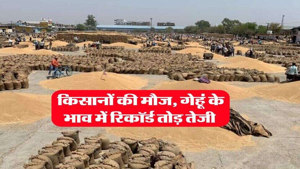 Gehu ka Bhav 8 september 2025 : किसानों की मौज, गेहूं के भाव में रिकॉर्ड तोड़ तेजी