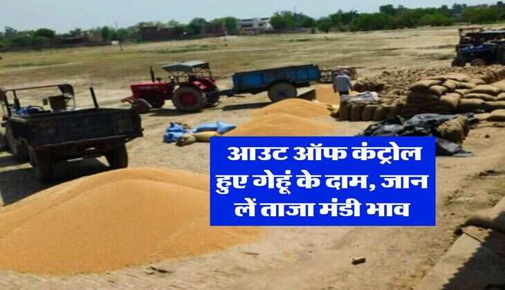 Gehu Mand Bhav : आउट ऑफ कंट्रोल हुए गेहूं के दाम, जान लें ताजा मंडी भाव
