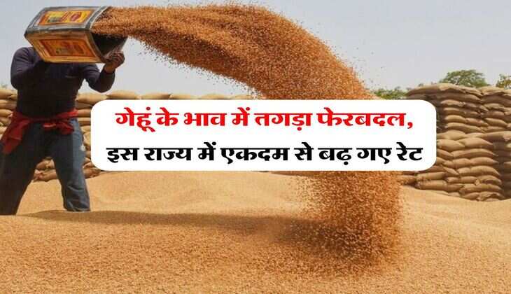 Wheat Price Hike : गेहूं के भाव में तगड़ा फेरबदल, इस राज्य में एकदम से बढ़ गए रेट