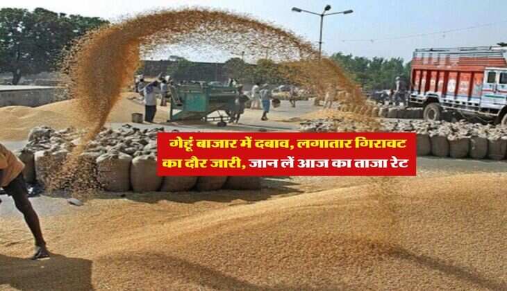 Wheat Rate : गेहूं बाजार में दबाव, लगातार गिरावट का दौर जारी, जान लें आज का ताजा रेट&nbsp;