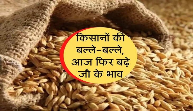 आज के मंडी भाव :&nbsp; अब जौ चलेगा तगड़ी चाल, फिर बढ़े इतने भाव