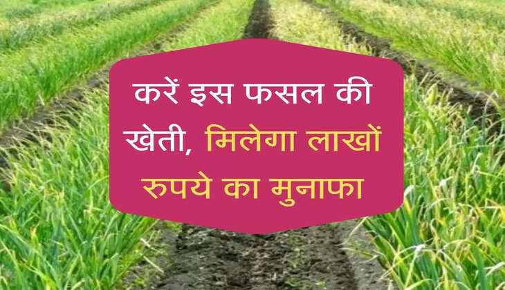 Farming Idea: करें इस फसल की खेती, मिलेगा लाखों रुपये का मुनाफा