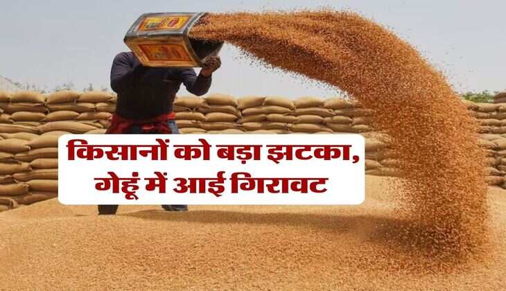 Gehu Ka Rate : किसानों को बड़ा झटका, गेहूं में आई गिरावट&nbsp;