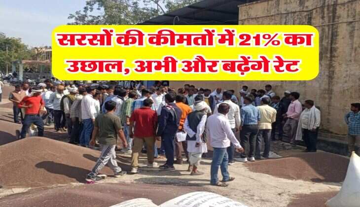 Sarso Bhav : सरसों की कीमतों में 21% का उछाल, अभी और बढ़ेंगे रेट&nbsp;