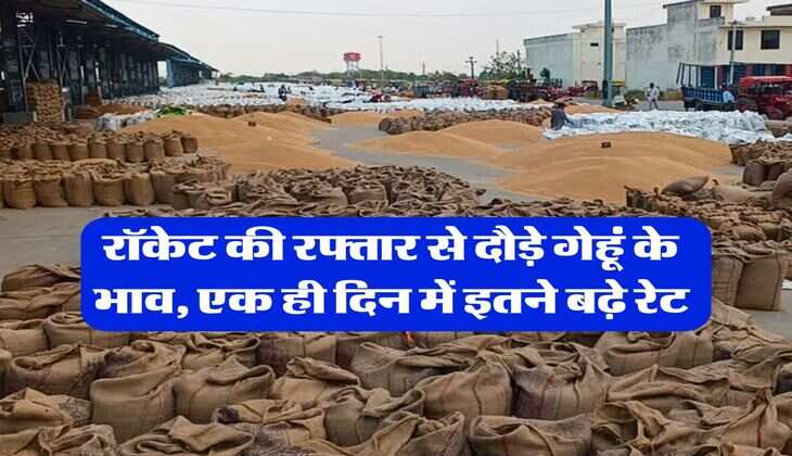 Gehu ka Bhav : रॉकेट की रफ्तार से दौड़े गेहूं के भाव, एक ही दिन में इतने बढ़े रेट