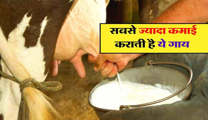 Cow Milk Rate : सबसे ज्यादा कमाई कराती है ये गाय, दूध का रेट 250 और घी बिक रहा 3000 हजार रुपये&nbsp;