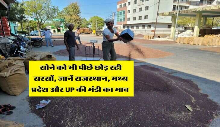 Sarso Rate Hike : सोने को भी पीछे छोड़ रही सरसों, जानें राजस्थान, मध्य प्रदेश और UP की मंडी का भाव&nbsp;