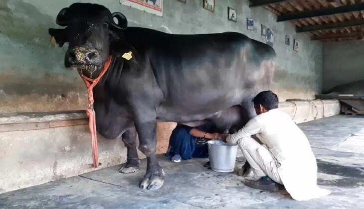 Reshma Buffalo : देश की इस भैंस ने तोड़े दूध देने के सारे रिकॉर्ड, डाइट जान चकरा जाएगा सर