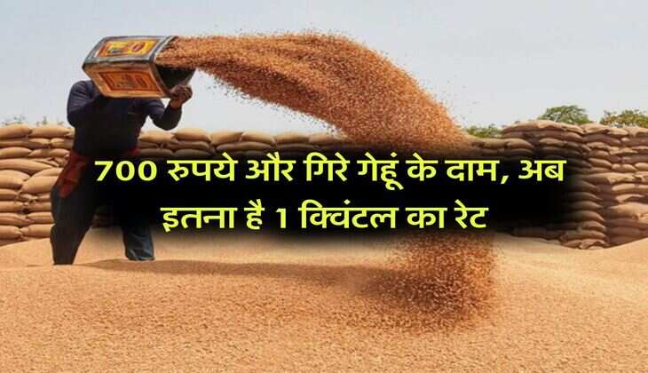 Wheat Rate Down : 700 रुपये और गिरे गेहूं के दाम, अब इतना है 1 क्विंटल का रेट