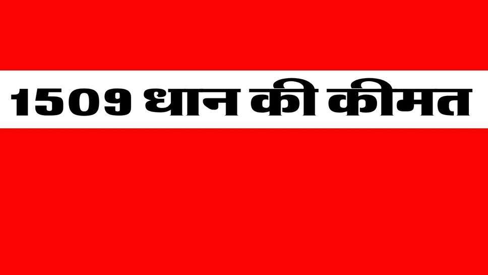 1509 Dhan price : 1509 धान की कीमत 5700 से ऊपर तक गई, जानिए किस मंडी में क्या रही है कीमत