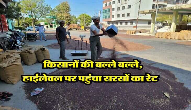&nbsp;Mandi Bhav : किसानों की बल्ले बल्ले, हाईलेवल पर पहुंचा सरसों का रेट&nbsp;