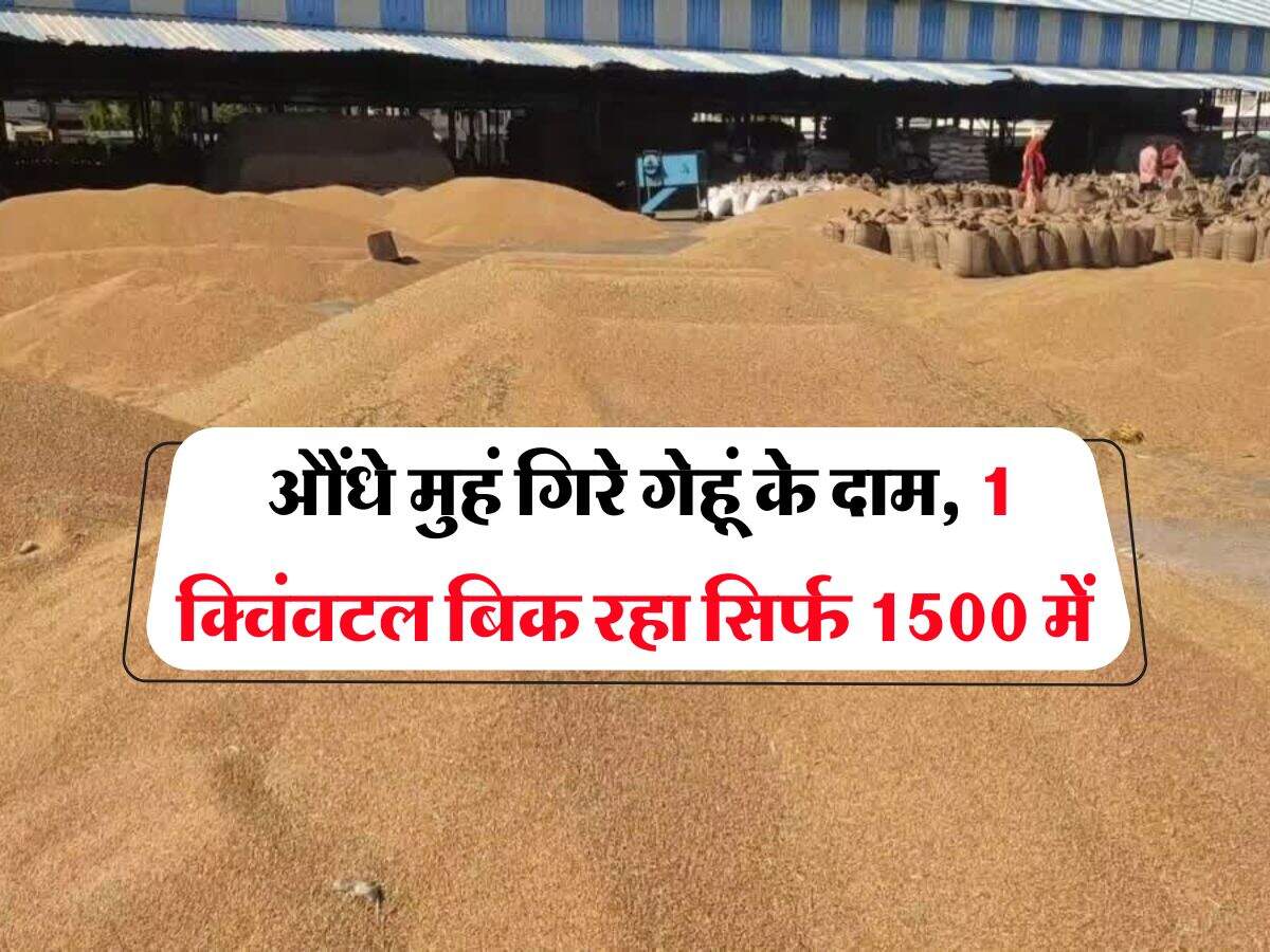 Wheat Price Down : औंधे मुहं गिरे गेहूं के दाम, 1 क्विंवटल बिक रहा सिर्फ 1500 में