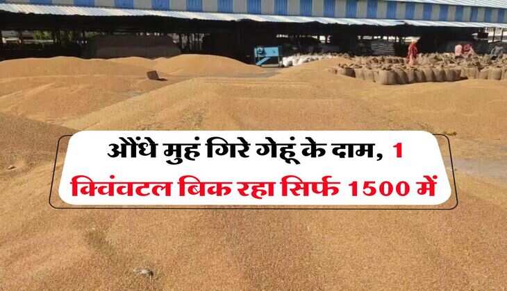 Wheat Price Down : औंधे मुहं गिरे गेहूं के दाम, 1 क्विंवटल बिक रहा सिर्फ 1500 में